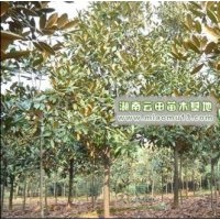 供應廣玉蘭價格,廣玉蘭小苗價格,2012廣玉蘭行情怎么樣