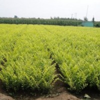 金葉女貞、紅葉小檗、紅瑞木、迎春、扶芳藤、膠東衛(wèi)矛、連翹
