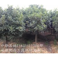 供應中華石楠小苗,2公分中華石楠,3公分中華石楠