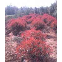 紅葉石楠價(jià)格南京紅葉石楠價(jià)格