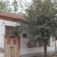 國槐樹 12公分國槐樹