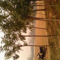 國槐樹 速生國槐基地