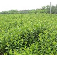 專售紅王子錦帶100萬(wàn).扶芳藤.衛(wèi)矛100萬(wàn).火棘