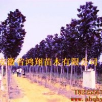 2012年10公分12公分13公分15公分20公分香樟價格