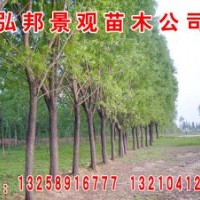 山東濱州特供:8-50公分山東白蠟/國槐、榆樹、柳樹