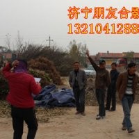 大量供應白蠟悶子,30-60cm成品苗,2-3m速生白蠟