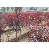 河北紅葉李，昌黎中華太陽李，昌黎西府海棠，