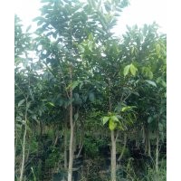 供應(yīng)沉香小樹