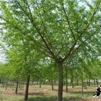 江西國槐價格種苗價格合歡10分價格