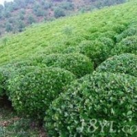 長期供應大葉黃楊