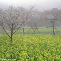 長(zhǎng)期供應(yīng)火棘、紅葉石楠、櫻花等苗木