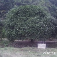 供應米徑15公分以上八月桂