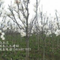 供應安徽白玉蘭4-5-6-7-8-9-10公分精品苗