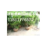供應:冬青,黃楊,大葉黃楊,小葉黃楊,大葉冬青