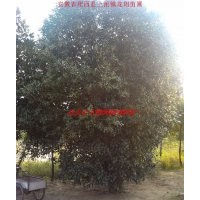 桂花、紅葉李、大葉女貞、香樟、烏桕、三角楓、廣玉蘭