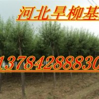 保定饅頭柳、饅頭柳價格