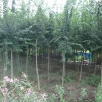 供應(yīng) 三角楓 三角楓小苗50萬(wàn) 大規(guī)格三角楓