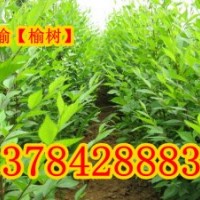 保定榆樹、榆樹價格