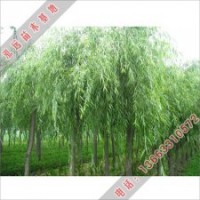 泓遠供應(yīng)的優(yōu)質(zhì)垂柳