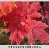 供應(yīng)美國(guó)紅楓小苗，美國(guó)紅楓種子
