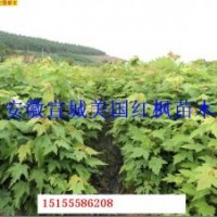 美國紅楓小苗價低