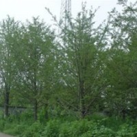 15公分銀杏價格