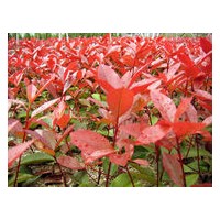 南京天涯雪松苗圃供應紅葉石楠