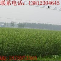 美國竹柳