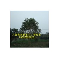 供應(yīng)烏桕樹小苗，2公分烏桕，3公分烏桕，4公分烏桕，5公分烏桕，