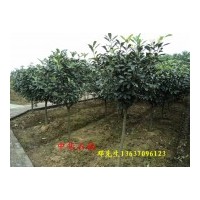 供應(yīng)中華石楠小苗，2公分中華石楠，3公分中華石楠，4公分中華石