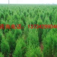 白皮松價格 山西白皮松價格 3米白皮松價格