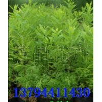 檀香種苗,檀香樹,印度檀香,印度檀香苗,檀香苗,柚木苗,柚木袋苗,