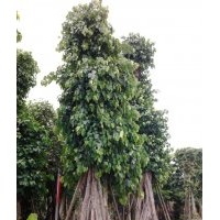 福建菩提樹