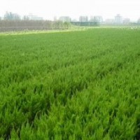 火棘、小葉女貞、繡線菊、金銀木