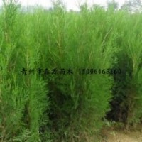 供應各種規格側柏 側柏小苗 1-3米營養袋側柏 量大價低