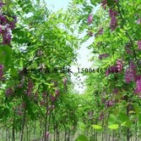 供應各種規格香花槐 1-5公分香花槐 香花槐苗