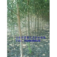 萬畝1-8公分速生柳、垂柳、黃柳出售