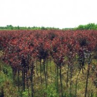 大量供應(yīng)綠化苗木法桐、國槐、白臘、大葉女貞、金葉女貞、白玉蘭