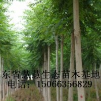 大量供應1-20公分臭椿、千頭椿、國槐