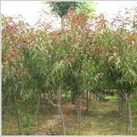 基地直銷碧桃.紫葉桃.櫻花.垂柳.構樹.銀杏.欒樹.