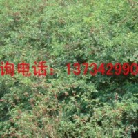 供應白皮松 供應白皮松