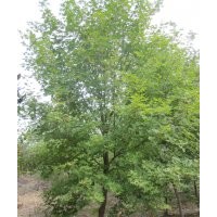 元寶楓價格，南京元寶楓，元寶楓樹價格報價