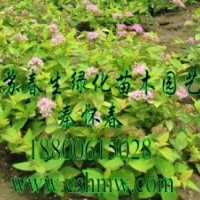 供應繡線菊，劍麻，草坪，連翹，玉蘭，櫻花，刺松，黃楊