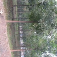 國(guó)槐 9公分國(guó)槐價(jià)格 10公分國(guó)槐基地