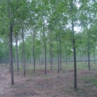 哪里的國槐樹便宜？