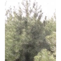 供應(yīng)雪松，法桐，蜀檜，側(cè)柏，欒樹(圖)