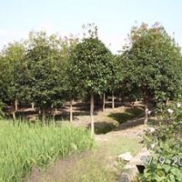 供應1米分之10公分以上金桂