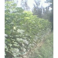 楸樹，欒樹，合歡，大葉女貞，梓樹小苗