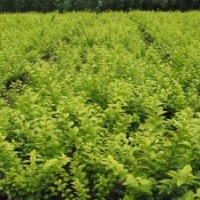 金葉女貞、紅葉小檗、薔薇、小葉女貞、劍麻