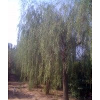 垂柳基地；現有18-25垂柳需要出售